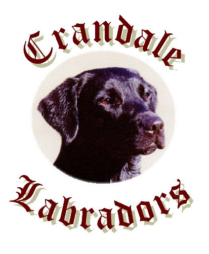 Hier geht's zur Crandale Labradors Homepage